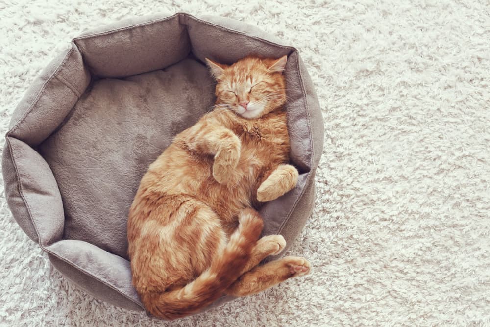 Cat bed