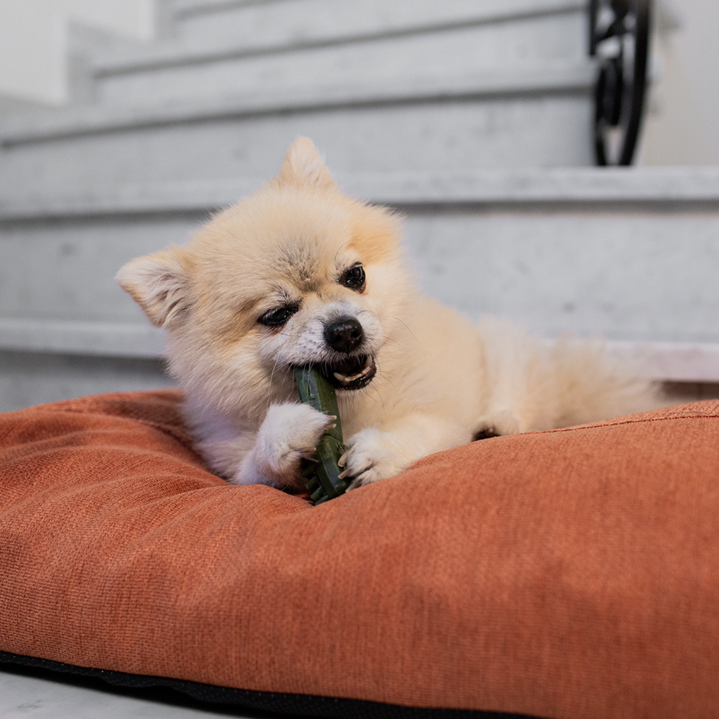 Duvo Garden Bites Toy Toothbrush Small - 5cm - 10g -Mixed Colors